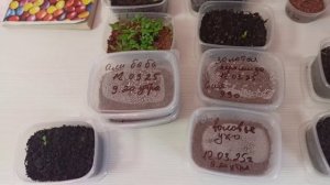 Вермикулит для проростания семян,разница очевидна 16.03