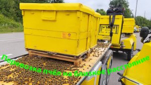 Как правильно перевозить пчёл на близкие расстояния? Советы профессора Кашковского