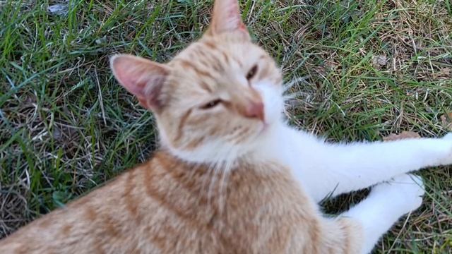 Соревнования по диск-гольфу 1-4 мая 2025г. День второй. Кухня, кот, игра и крышка от ведра смотреть онлайн