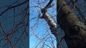 Очень старая черешня. как обрезать?