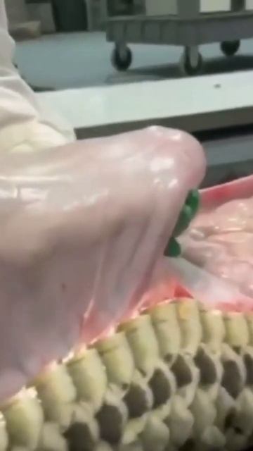 питон съел 3м крокодила смотреть онлайн