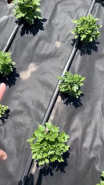 Для полусфер сажаю 50-60 см расстояние.Но на этом огород? смотреть онлайн