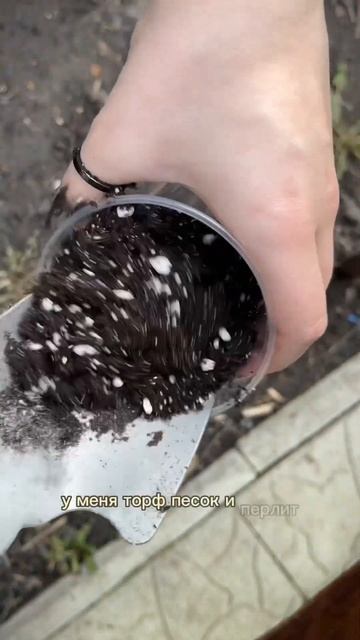 Пикируем томаты 🍅 #огород #рассада #пикировка #томат #? смотреть онлайн