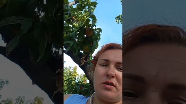 ут сад с нектаринами...хозяин разрешает собирать смотреть онлайн