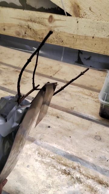 Гортензии А.Шумахер в упаковке 1л