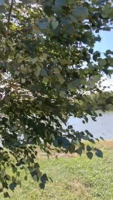 Под берёзой у реки 💧 #природа_россии #природа #nature #travel смотреть онлайн