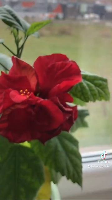 #цветы#гибискус#комнатные_цветы смотреть онлайн