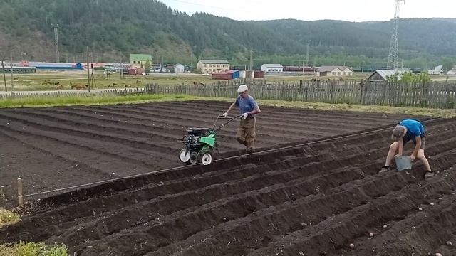 Посадка картофеля мотоблоком под окучник.