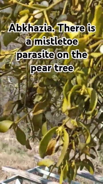 12.03.25 Abkhazia. There is a mistletoe parasite on the pear tree На груше паразит о смотреть онлайн
