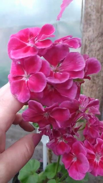 Пеларгонія F.F. violet смотреть онлайн