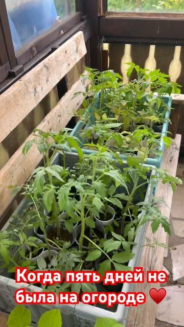 #помидоры #огурцы #garden #gurken #tomaten #pflanzenliebe #люблю #огород смотреть онлайн