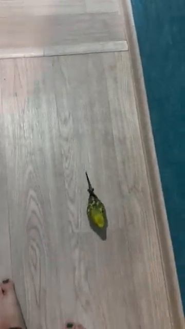 Шок!! Попугай напал на человека! Слабонервным не смотреть)) смотреть онлайн