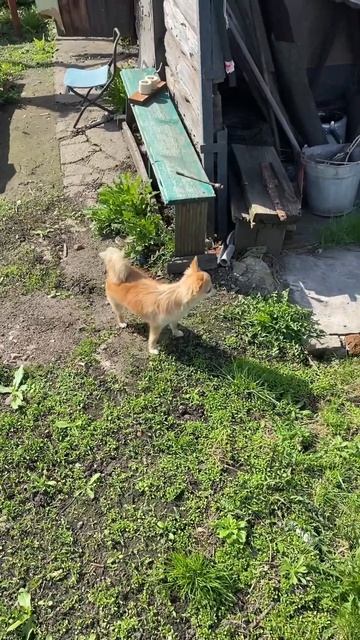 Настоящая деревня. Есть место для шага. #собака #чихуах смотреть онлайн