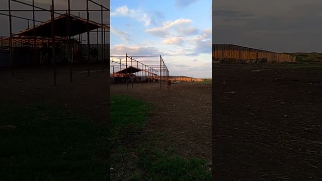 ЖАРКИЙ ИЮЛЬ 🔥🤠ЗАГОТОВКА СЕНА 💪МОИ ЛЮБИМЫЕ ЖИВОТНЫ?