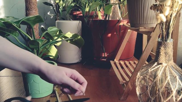 Смена тотемов и пересадка Сансевиерии