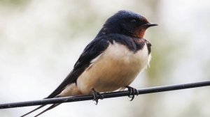 Пение птиц. Ласточка деревенская