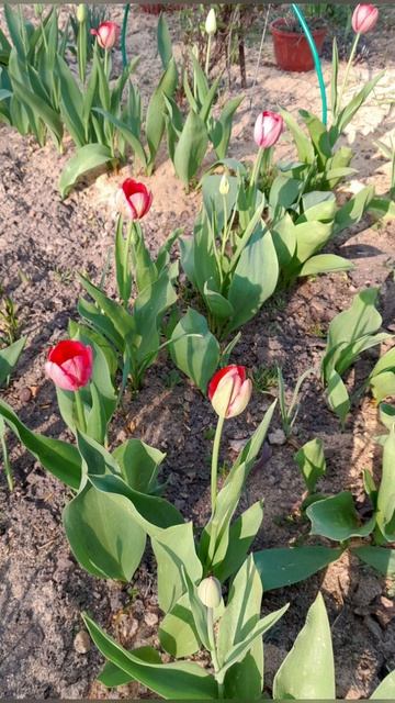 #цветики#цветочки