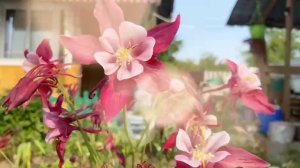 Вот такая розовая красота у меня на даче 5 мая 2025