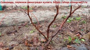 Обрезка трехлетнего куста винограда Кишмиш Цимус. Как