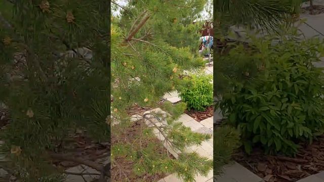 Сад с соснами в Сибири. Июньские заморозки. смотреть онлайн