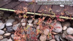 Японские клены и очень жаркое лето, август 2024 г