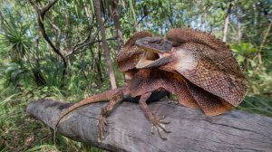 7 супер ящериц бег по воде, броня от дождя и плевки кровью