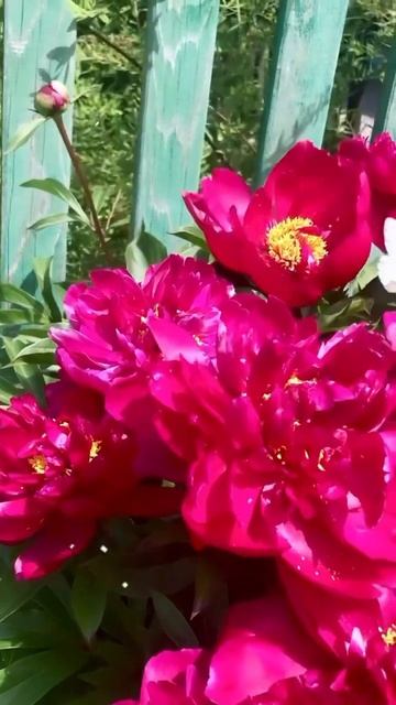 БАБОЧКА 😍 #красота #лето #garden #flowers #nature #пионы #дача #цв? смотреть онлайн