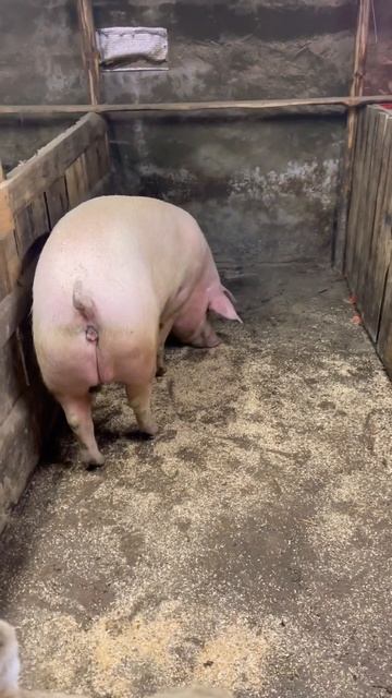 Новый сарай спустя три месяца эксплуатации. смотреть онлайн