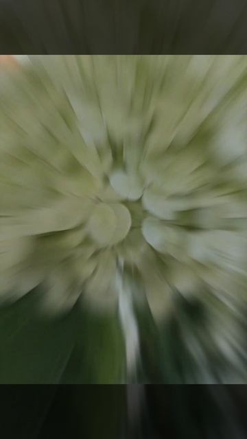 гортензия лайм лайт