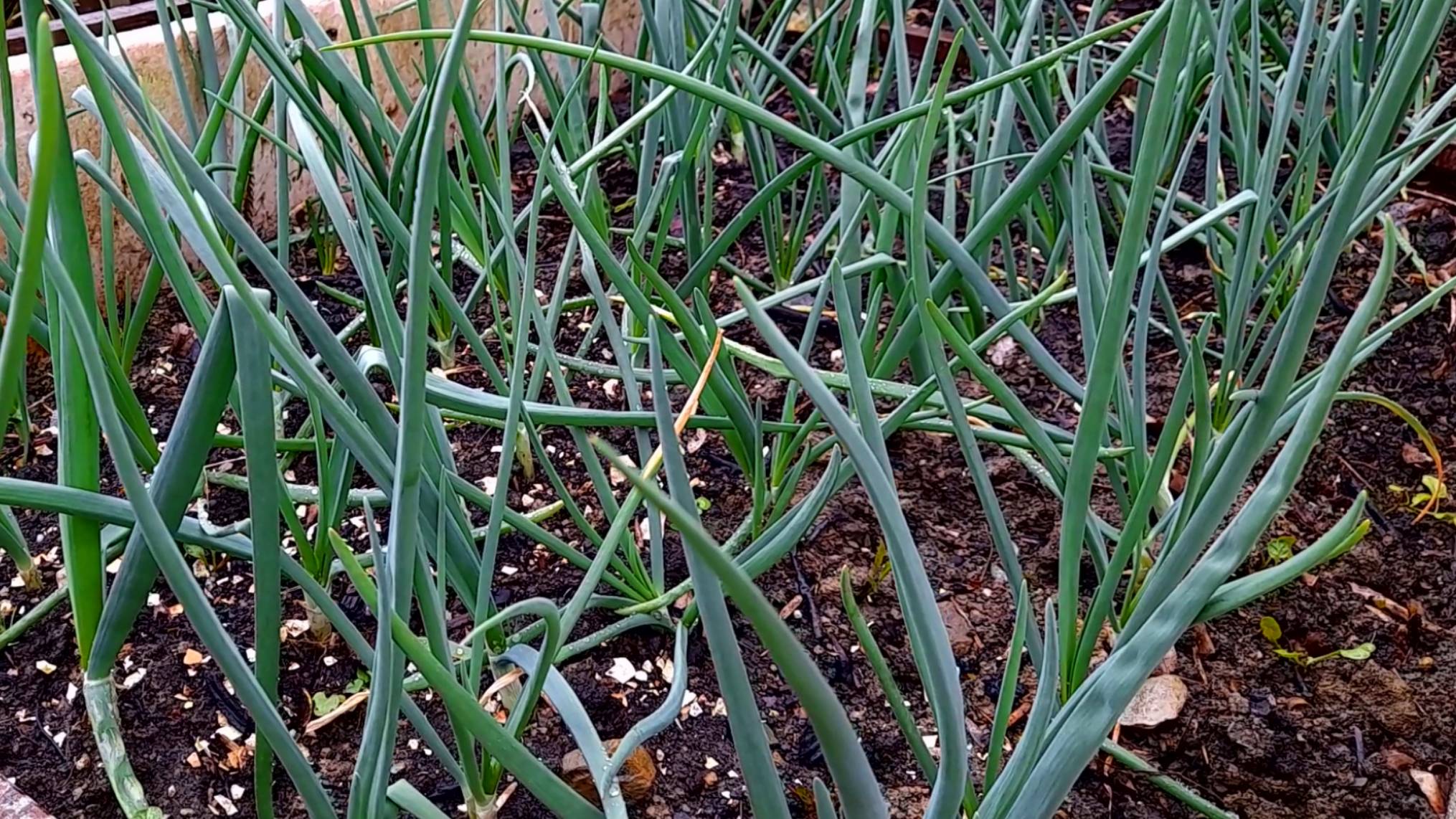Две подкормки лука в июне, чтобы луковицы выросли в два раза крупнее! Рецепты подкормки смотреть онлайн