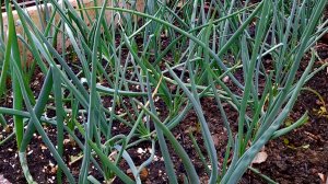 Две подкормки лука в июне, чтобы луковицы выросли в два раза крупнее! Рецепты подкормки