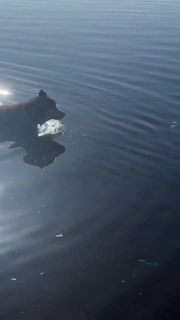 Спустя два года ничего не изменилось🤣 в #собака #хаск? смотреть онлайн