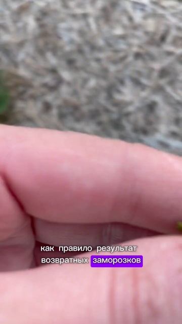 Жалко, очень жалко( но из них ничего не вырастит #дерев?