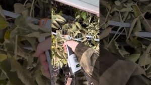 Обзор на аккумуляторный секатор Villartec PA 1462