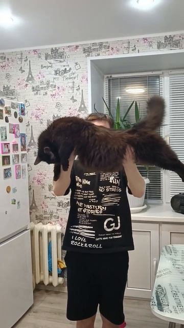 Может кто то много ест #кот #толстыйкот #валера #рекоме? смотреть онлайн