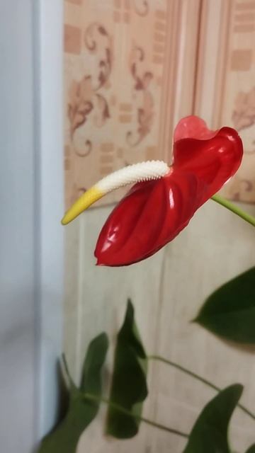 Антуриум, как всегда, прекрасен! смотреть онлайн