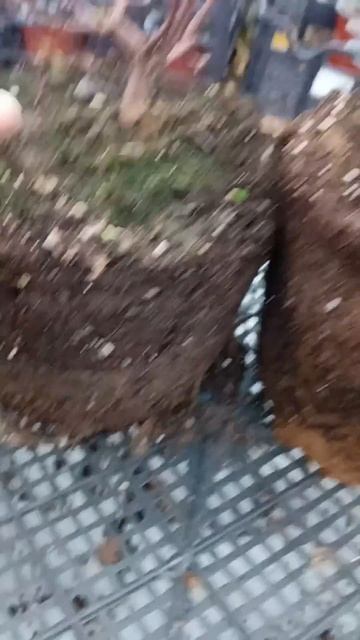 Как развивается метельчатая гортензия в разном грунт? смотреть онлайн