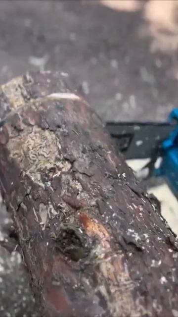 Заводится с первого раза. Matsumoto. #matsumoto #бензопила смотреть онлайн