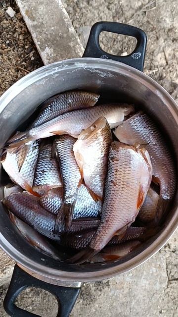 Shorts.Открываем дачный сезон.На припеке вылезают пионы,? смотреть онлайн