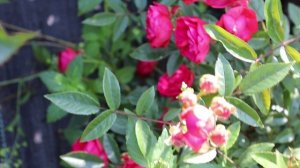 5 июня 2025 цветение розы в южном саду, Крым, Россия