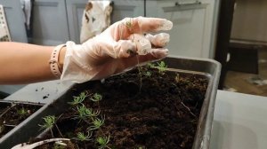 Голубая ель из семян после зимовки.Пересадка из лотка