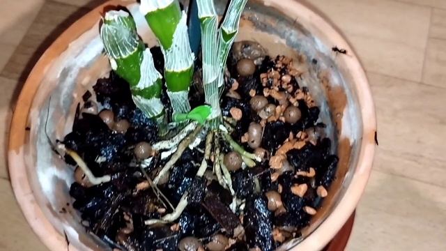 Мои ОРХИДЕИ Дендробиум Dendrobium/ Закрываю Гештальт