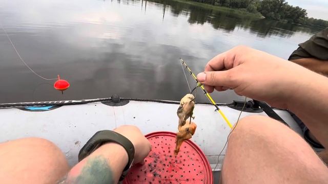 Рыбалка на сома 2024. Ловля сома на квок. смотреть онлайн