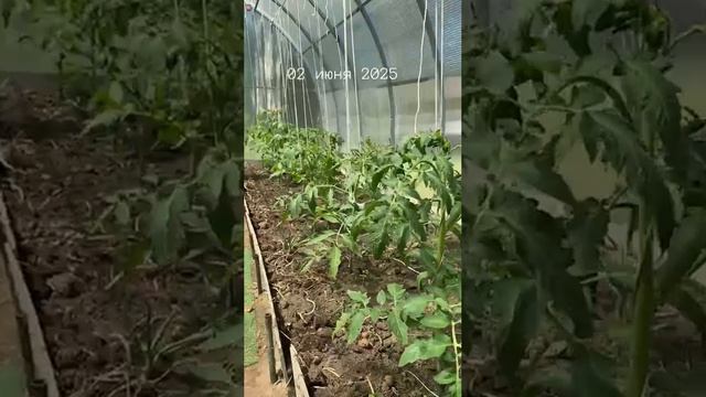 Отдых на даче хорош, когда вся рассада уже высажена и радует своим видом.