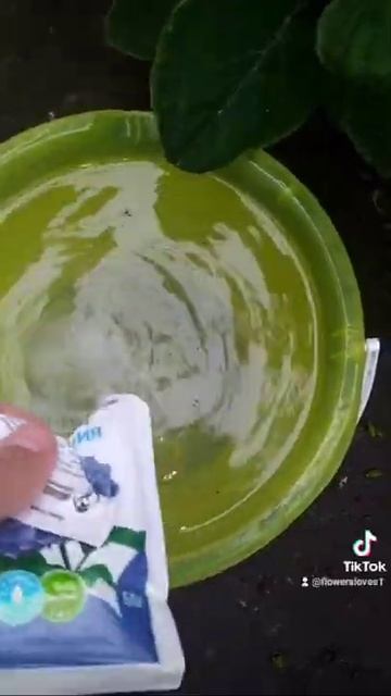 Меняем цвет у гортензии🌺💦