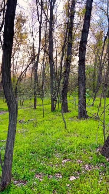 Весенний лес, акация, пение птиц, легкая облачность, за смотреть онлайн