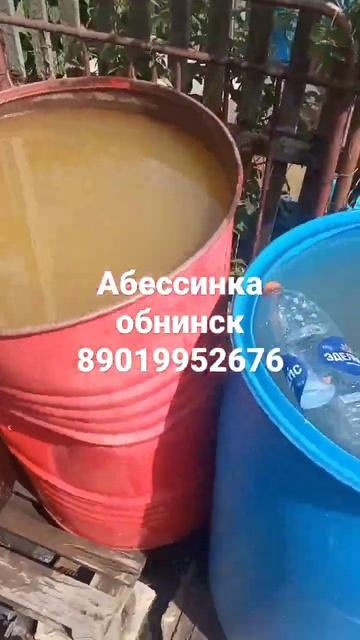 обнинск абессинская скважина смотреть онлайн