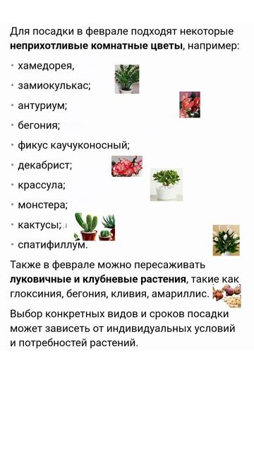 Комнатные растения в феврале. Что можно посадить? смотреть онлайн