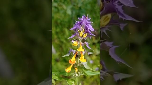 25.06 иван да марья, иван чай, зверобой #цветы #травы #сад смотреть онлайн