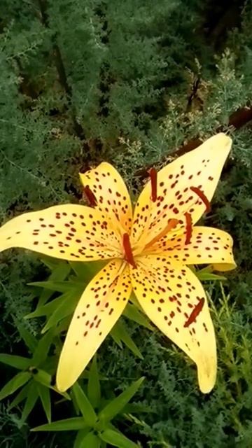 Цветёт лилия смотреть онлайн